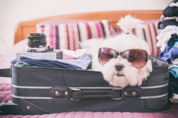 Moving Overseas with pets