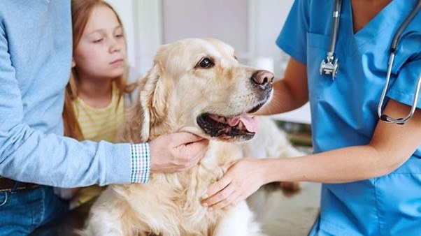 Visit a Vet For Checkup Before The Trip