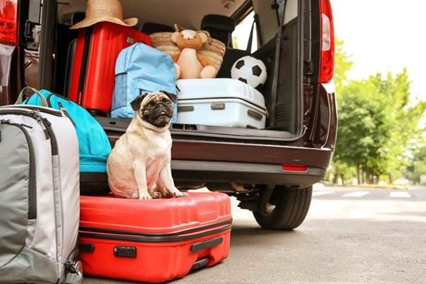 choose the best pet movers